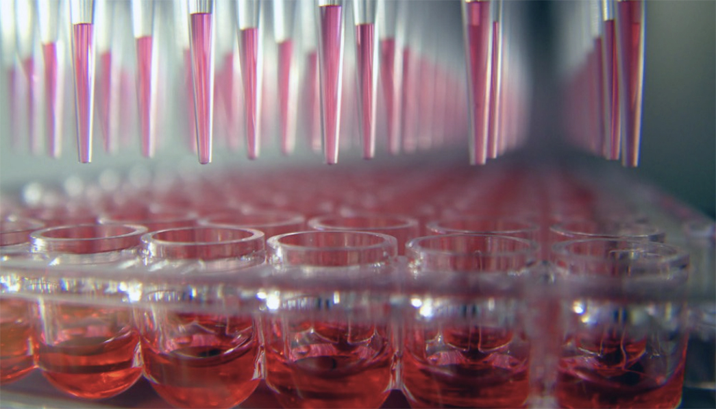 cell line development