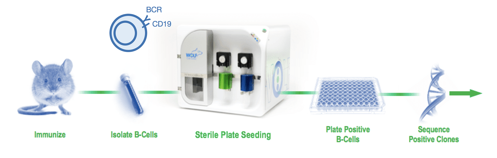 antibody discovery workflow