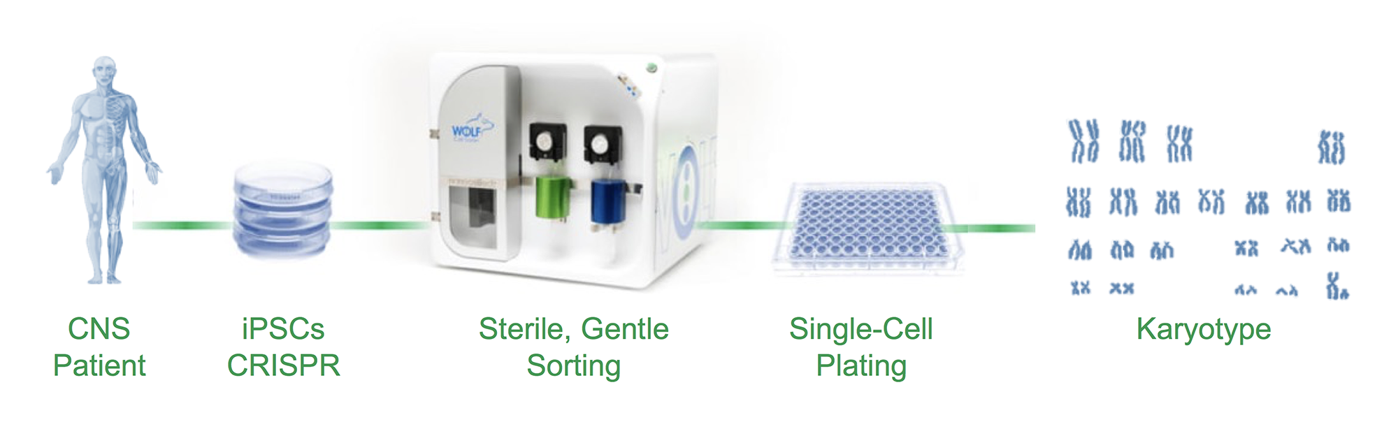 gene editing workflow